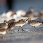 金喜体育平台:打造全新在线体育体验的最佳选择 16kbonzgii