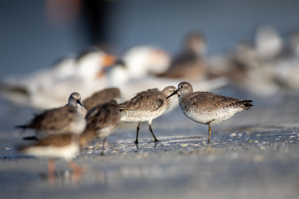 金喜体育平台：打造全新在线体育体验的最佳选择