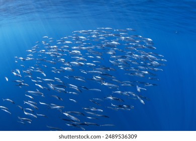 金冠线上官网最新活动汇总，优惠红包与邀请奖励一网打尽